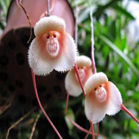White Monkey Face Orchid Plant Seeds Heirloom Non-GMO High Germination Organic Garden Seeds for Planting
