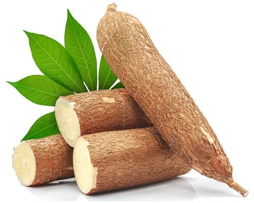 Brown Cassava Seeds – Heirloom, Non-GMO, High Germination Organic Garden Seeds Planting