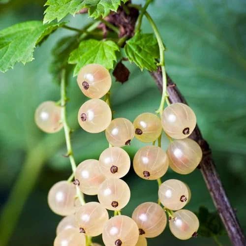 Currant Seeds – Heirloom, Non-GMO, High Germination Organic Garden Seeds