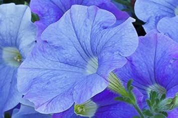 petuniaflowerskyblueheirloomnongmo flower seeds