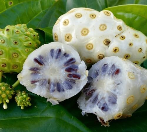 Green Morinda Seeds – Heirloom, Non-GMO, High Germination Organic Garden Seeds