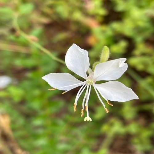 white gaura flower seeds
