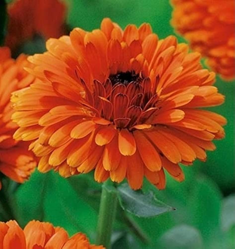 heirloom calendula flower seeds