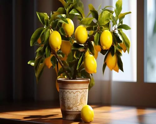 Lemon Plant Seeds – Heirloom, Non-GMO, High Germination Organic Garden Seeds