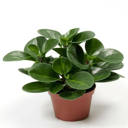 peperomia flower seeds