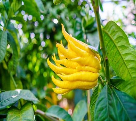 Citron Seeds – Heirloom, Non-GMO, High Germination Organic Garden Seeds