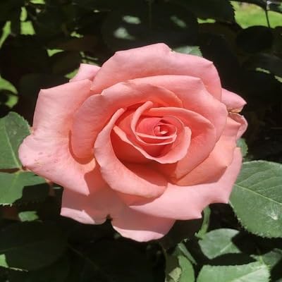 Pink Rose Flower Seeds for Planting – Heirloom Non-GMO High Germination Organic Garden Seeds