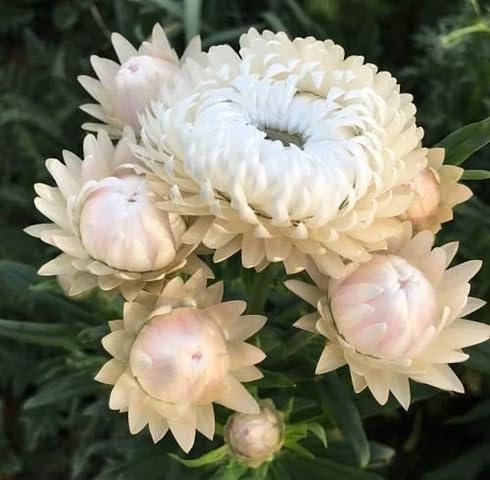 White Strawflower Seeds – Heirloom, Non-GMO, High Germination Organic Garden Seeds