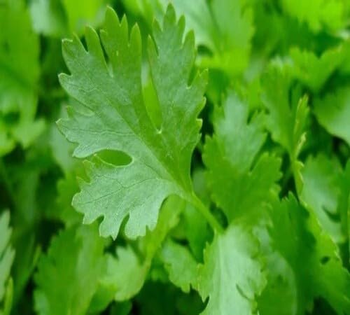 Green Parsley Plant Seeds Heirloom Non-GMO High Germination Organic Garden Seeds for Planting