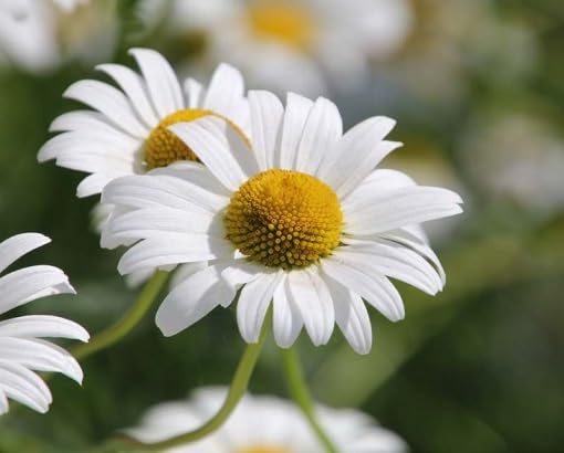 White Yellow Tanacetum Parthenium Seeds for Planting | Heirloom Non-GMO Organic