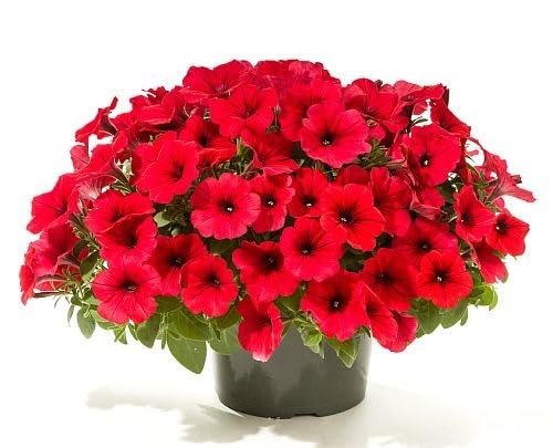Petunia Flower Seeds Red Heirloom Non-GMO High Germination Organic Garden Seeds