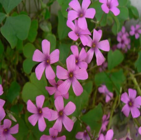 pink oxalis flower seeds