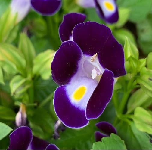 Purple Torenia Flower Seeds – Heirloom, Non-GMO, High Germination Organic Seeds