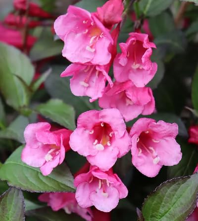 Pink Weigela Flower Seeds Heirloom Non-GMO High Germination Organic Garden Seeds for Planting