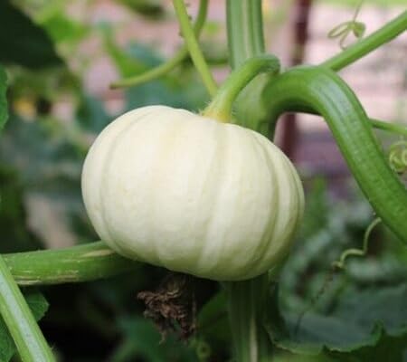 Pumpkin White Seeds – Heirloom, Non-GMO, High Germination Organic Garden Seeds Planting