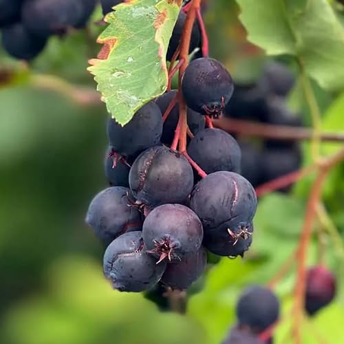 Semillas de Saskatoon negras – Semillas de huerto orgánicas, reliquia, sin OMG, de alta germinación
