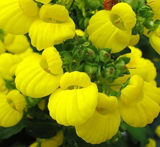 Yellow New Calceolaria Flower Seeds – Heirloom Non-GMO High Germination Organic Seeds
