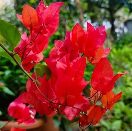 red climbing flower seeds