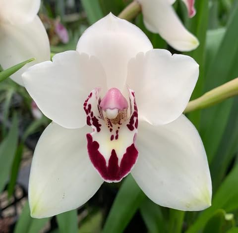 White Cymbidium Flower Seeds Heirloom Non-GMO High Germination Organic Garden Seeds for Planting