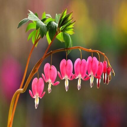 Dicentra Spectabilis Pink Flower Seeds for Planting – Heirloom, Non-GMO, High Germination Organic Garden Seeds
