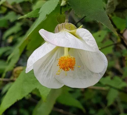White Abutilon Flower Seeds Heirloom Non-GMO High Germination Organic Garden Seeds