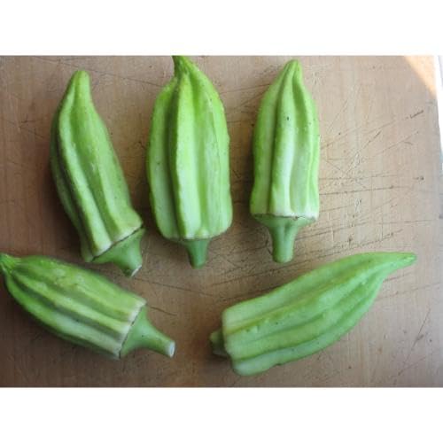 Semillas de Okra Verde – Variedad tradicional, sin transgénicos, alta germinación para jardín orgánico