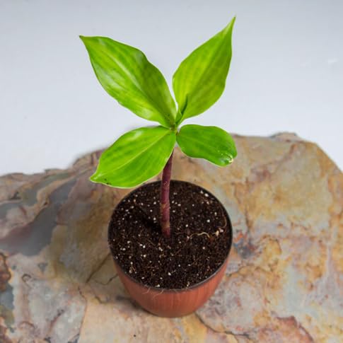 Thyme Plant Seeds Heirloom Non-GMO High Germination Organic Garden Seeds