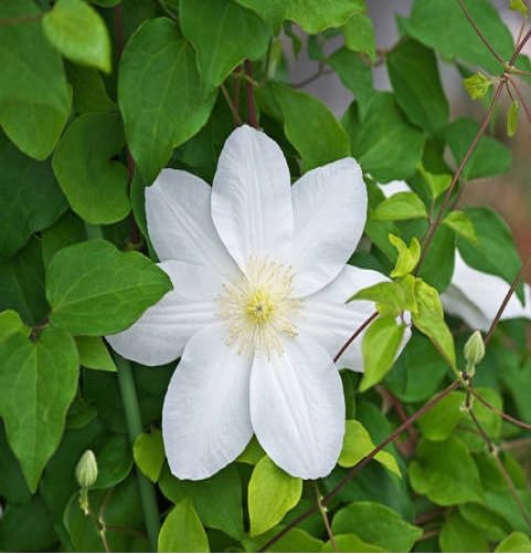 White Clematis Flower Seeds Heirloom Non-GMO High Germination Organic Garden Seeds for Planting