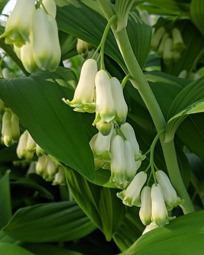 Yellow Polygonatum Flowers Seeds – Heirloom Non-GMO High Germination Organic Garden Seeds