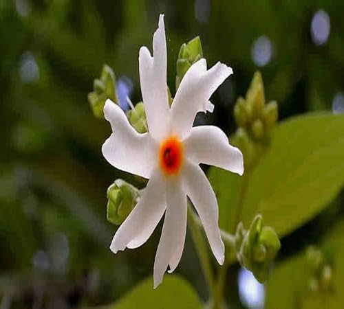 white piecse flower seeds