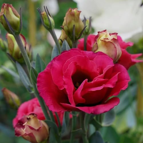 Red Lisianthus Flower Seeds – Heirloom, Non-GMO, High Germination Seeds
