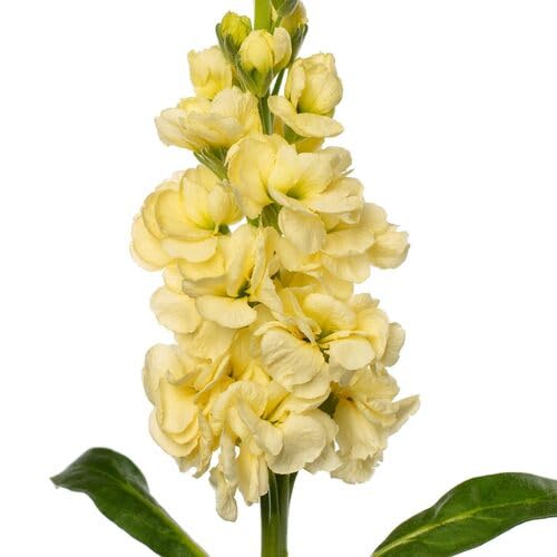 Matthiola Flower Seeds – Heirloom, Non-GMO, High Germination Organic Garden Seeds for Planting