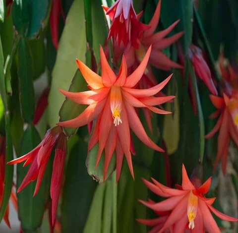 Orange Schlumbergera Flower Seeds – Heirloom, Non-GMO, High Germination Seeds
