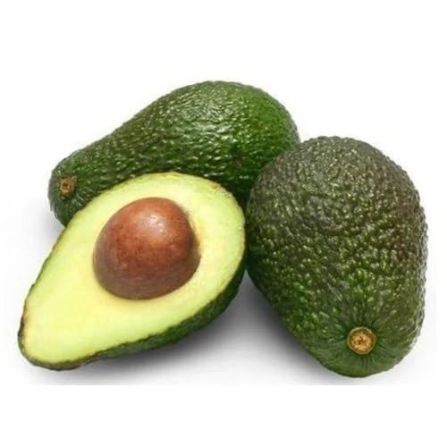 Green Avocado Seeds – Heirloom, Non-GMO, High Germination Organic Garden Seeds