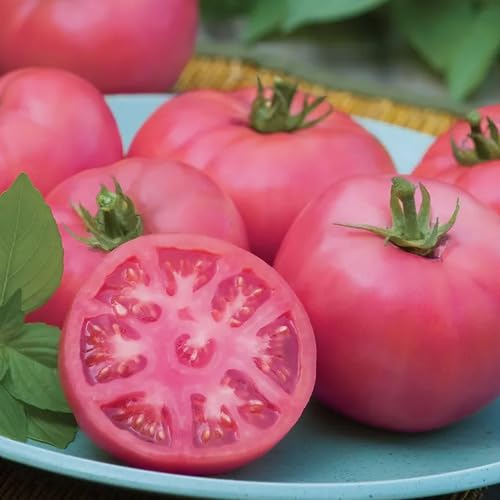 Pink Tomato Seeds – Heirloom, Non-GMO, High Germination Organic Garden Seeds Planting