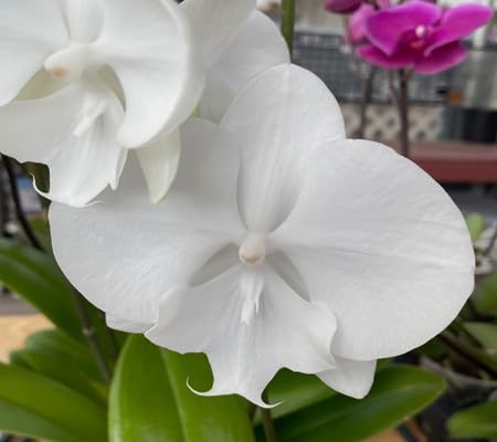 Phalaenopsis Flower Seeds for Planting – Heirloom, Non-GMO, High Germination Organic Garden Seeds