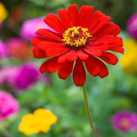 Zinnia Flower Seeds Red – Heirloom Non-GMO High Germination Organic Garden Seeds