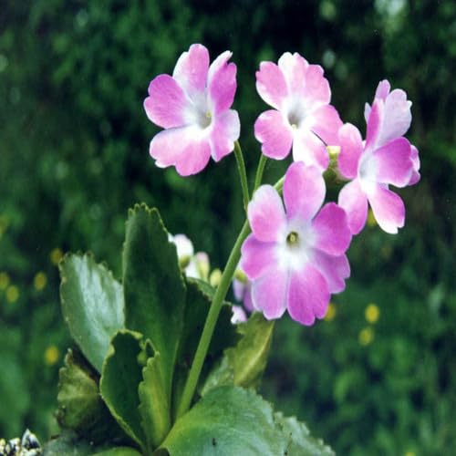 Pink Primula Hirsuta Flower Seeds for Planting – Heirloom Non-GMO High Germination Organic Garden Seeds