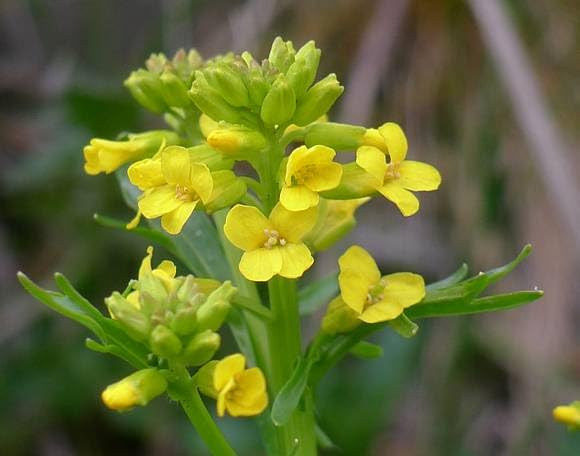 Yellow Aubrieta Flower Seeds for Planting – Heirloom Non-GMO High Germination Organic Seeds