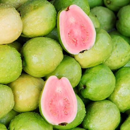 Pink Guava Seeds – Heirloom, Non-GMO, High Germination Organic Garden Seeds