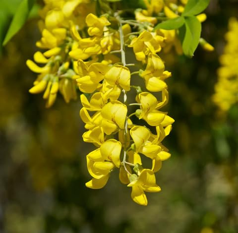 green laburnum flower seeds