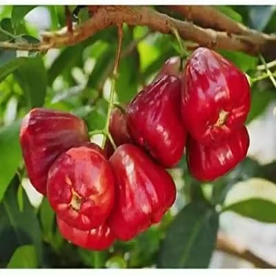 Red Rose Apple Fruit Seeds for Planting – Heirloom Non-GMO High Germination Organic Garden Seeds
