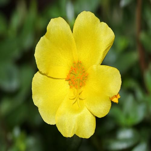 Portulaca Flower Seeds Yellow – Heirloom Non-GMO High Germination Organic Garden Seeds