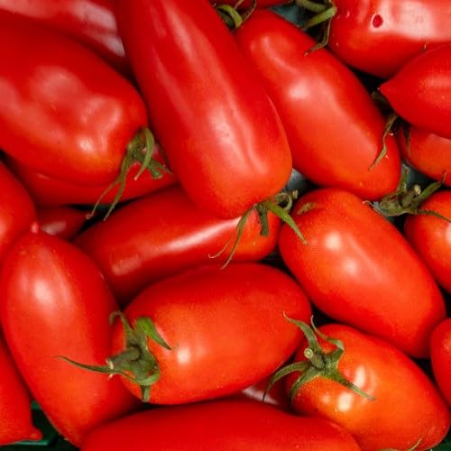 Red Marzano Tomato Seeds – Heirloom, Non-GMO, High Germination Organic Garden Seeds Planting