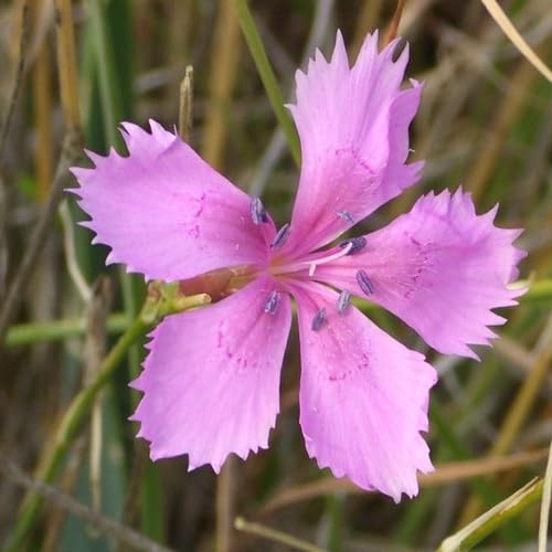 Dianthus Flower Seeds Pink for Planting – Heirloom Non-GMO High Germination Organic Garden Seeds