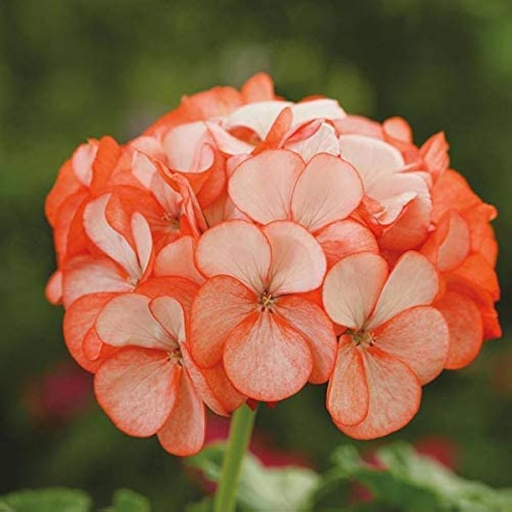 Semillas de Flores de Pelargonio Blanco Anaranjado – Semillas de Jardín Orgánicas, No-GMO, de Alta Germinación, de Variedad Tradicional para Sembrar