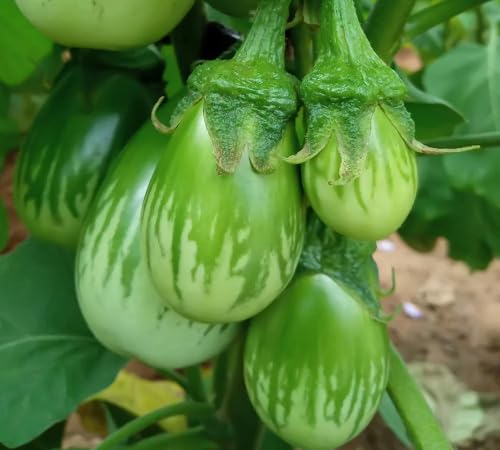 Brinjal Seeds – Heirloom, Non-GMO, High Germination Organic Garden Seeds Planting