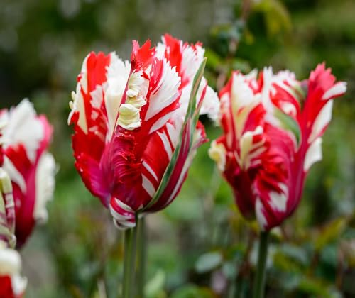 Red White Tulip Flower Seeds – Heirloom, Non-GMO, High Germination Organic Garden Seeds