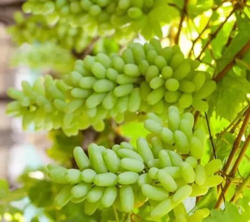 Green Grape Seeds – Heirloom, Non-GMO, High Germination Organic Garden Seeds