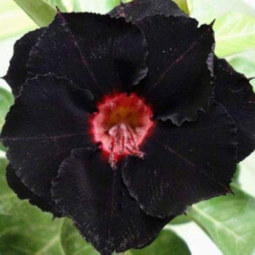 Black Double Fire Desert Rose Adenium Seeds for Planting